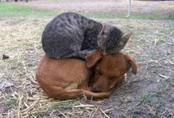 Divertente cane e gatto che dormono